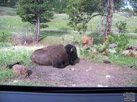 Black Hills